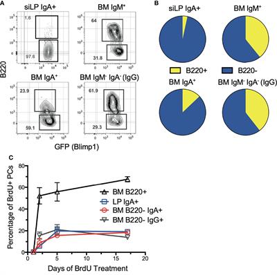 IgA Plasma Cells Are Long-Lived Residents of Gut and Bone Marrow That Express Isotype- and Tissue-Specific Gene Expression Patterns